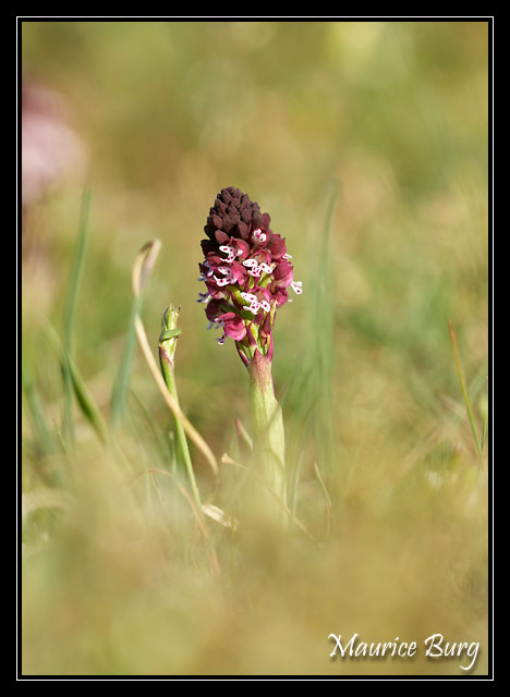 Orchis brûlé