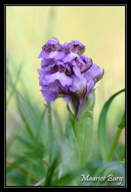 Orchis bouffon
