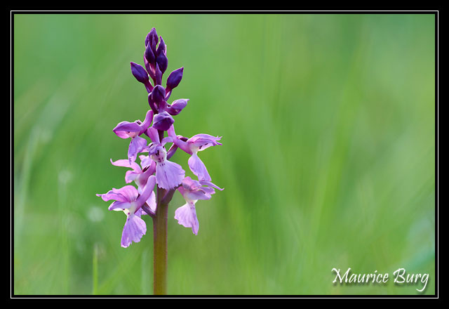 Orchis mâle