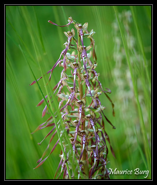 Orchis bouc