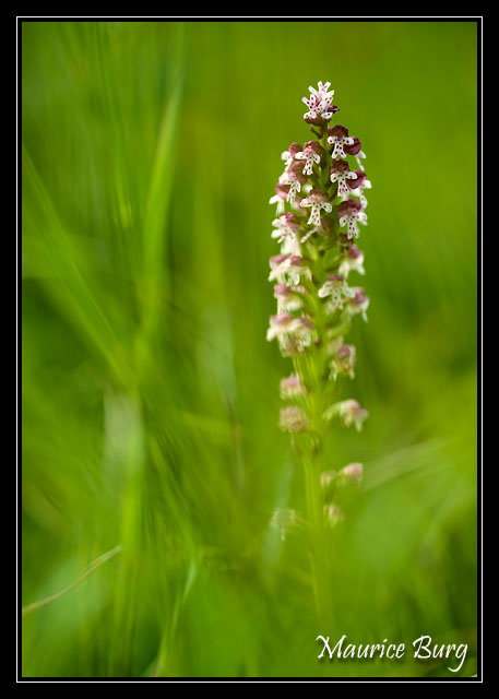 Orchis brûlé