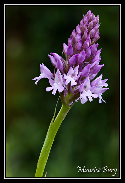Orchis pyramidal