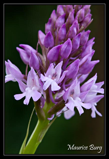 Orchis pyramidal