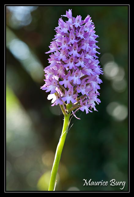 Orchis pyramidal