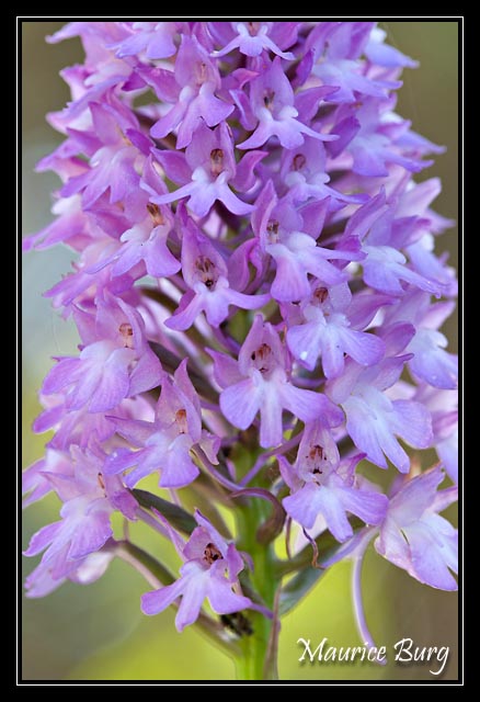 Orchis pyramidal