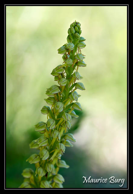 Orchis de l'homme pendu
