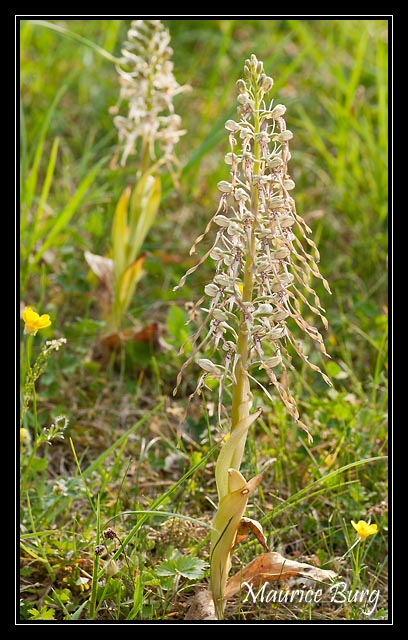 Orchis bouc
