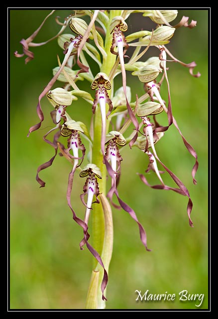 orchis_bouc 02