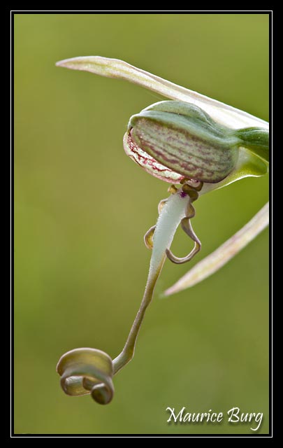 Orchis bouc