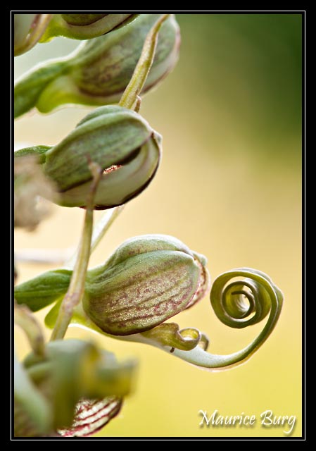 Orchis bouc