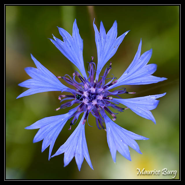 Bleuet