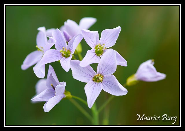 Cardamine des prés