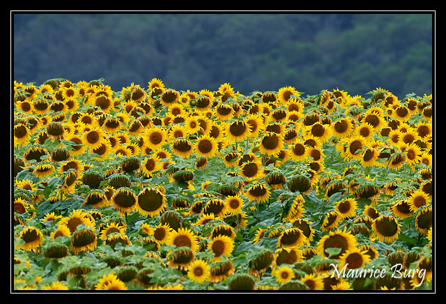 Tournesols