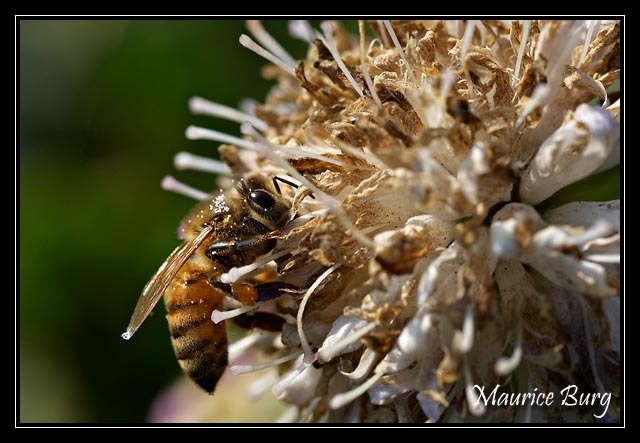 Abeille
