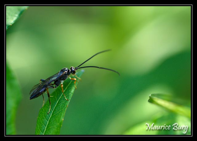 Ichneumon