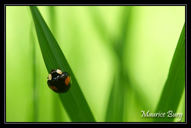 Coccinelle asiatique