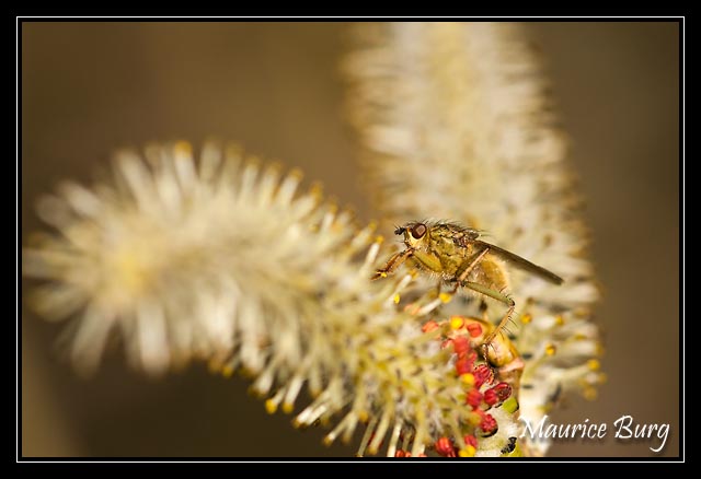 Mouche