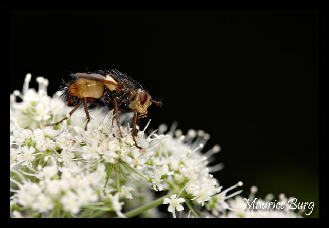 Mouche