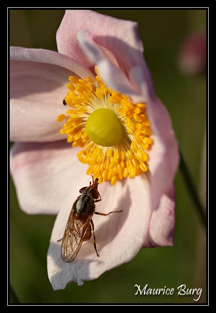 Rhingia campestris
