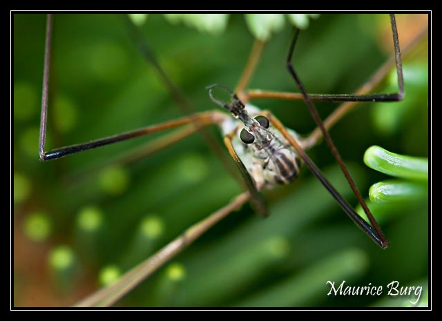 Tipule