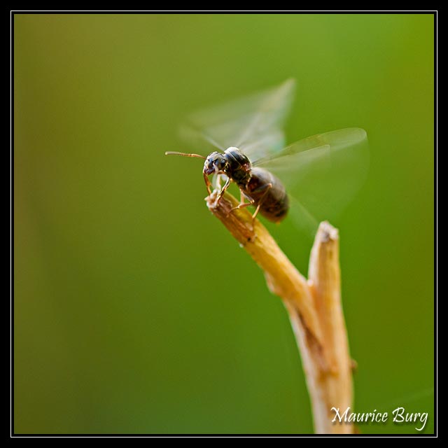 Fourmis ailées