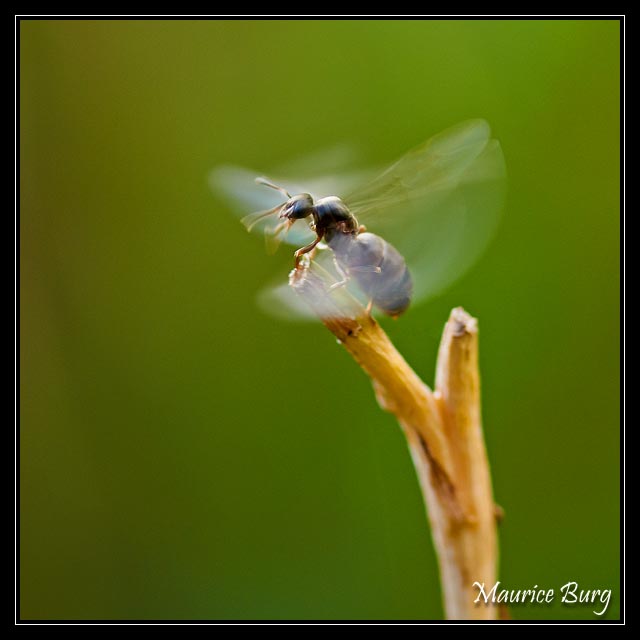 Fourmis ailées