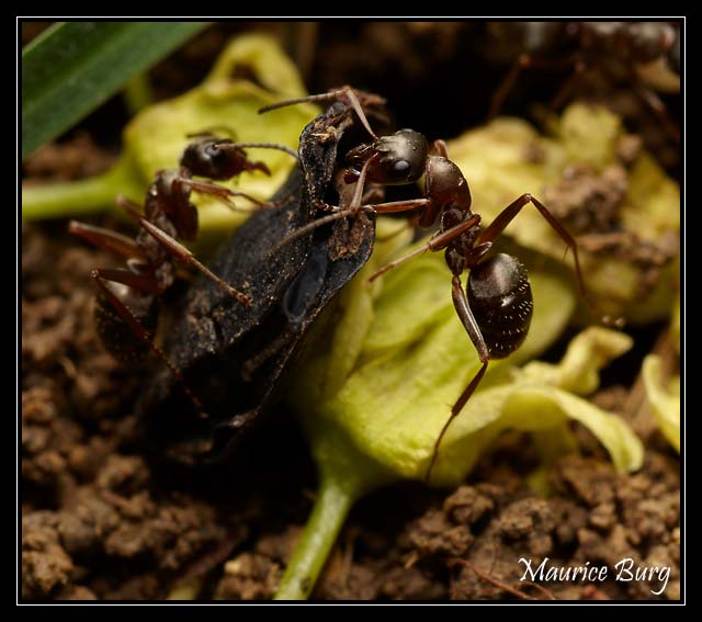 Fourmis rousses