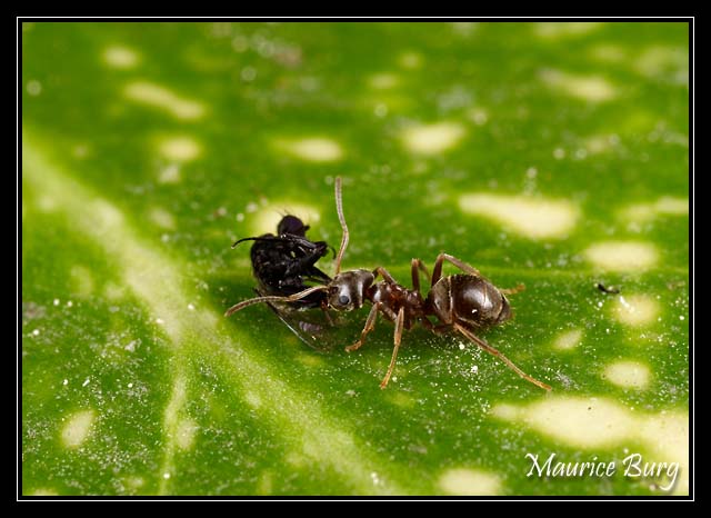 Fourmis rousses