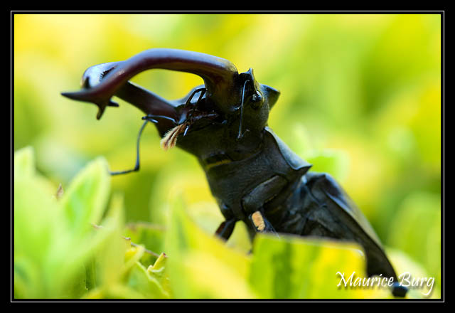 Lucane cerf-volant