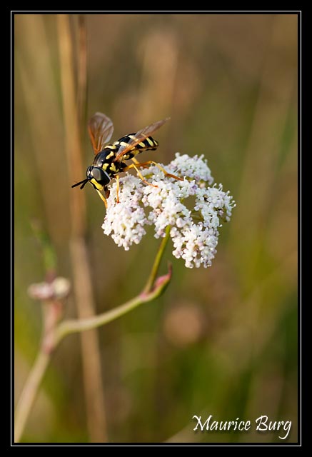 Syrphe