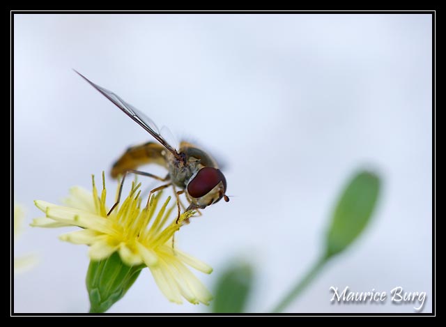 Syrphe