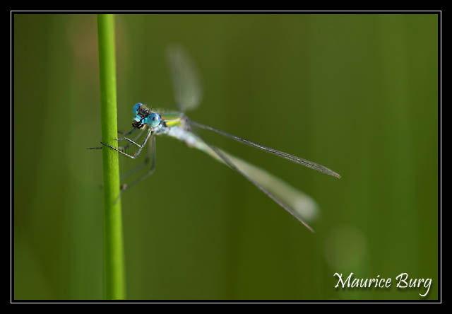 Lestes dryas