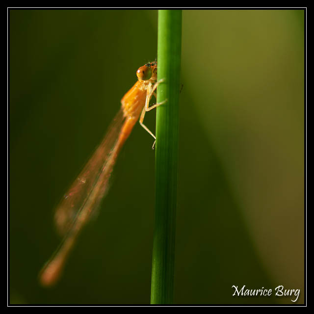 Agrion orangé