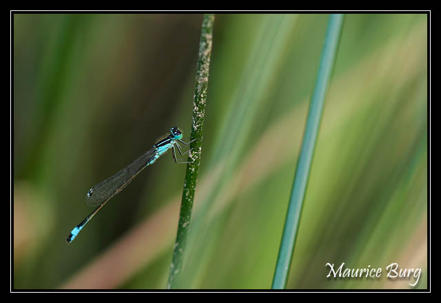 Agrion élégant