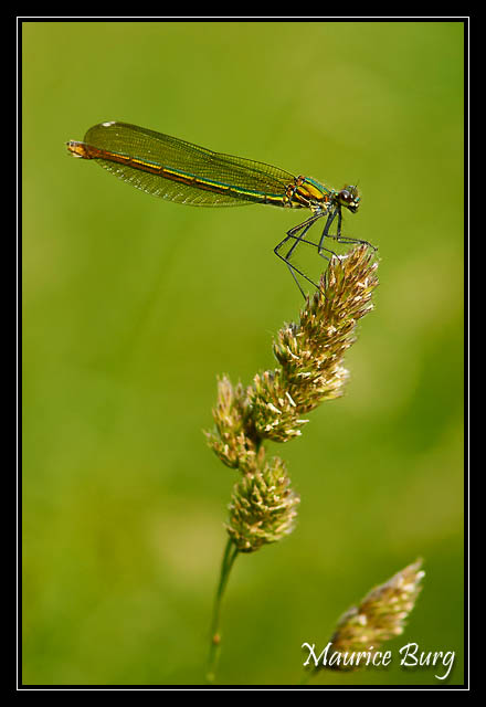 Calopteryx éclatant (femelle)
