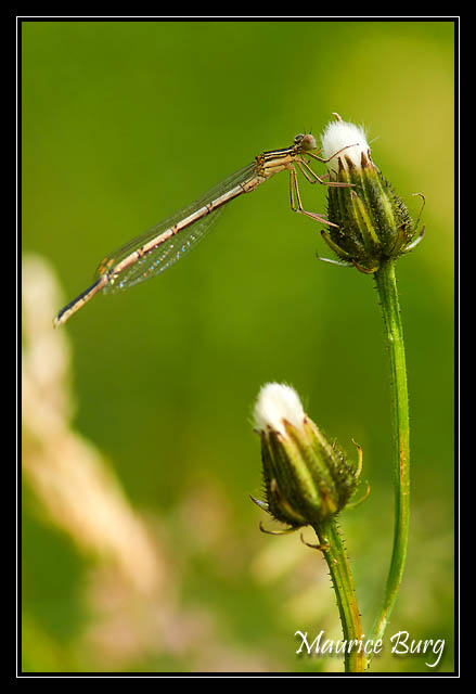 Agrion à larges pattes