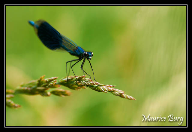 Calopteryx éclatant
