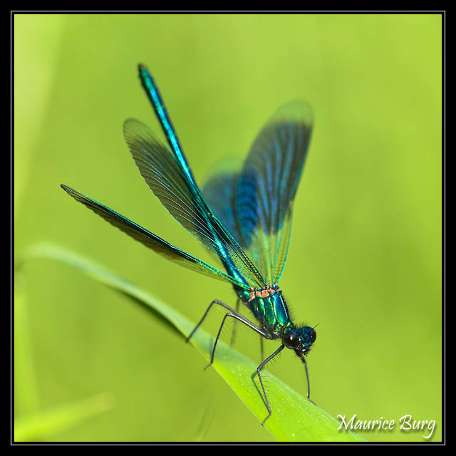 Calopteryx éclatant