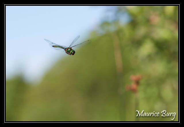 Anax imperator