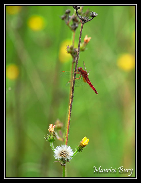Sympetrum rouge sang