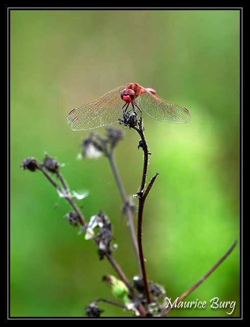 Sympetrum rouge sang
