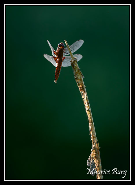 Sympetrum rouge sang
