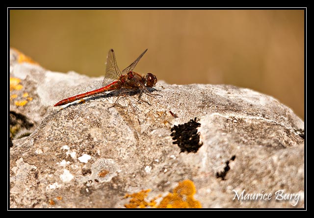 Sympetrum sanguin