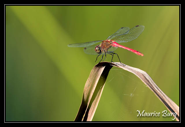 Sympetrum rouge sang