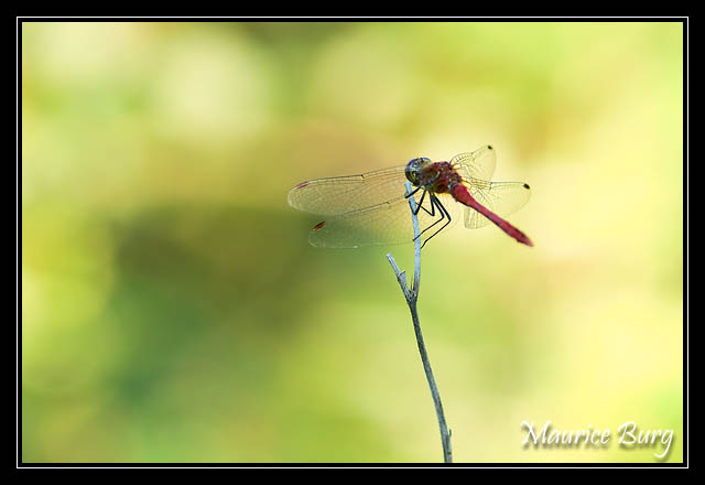 Sympetrum rouge sang