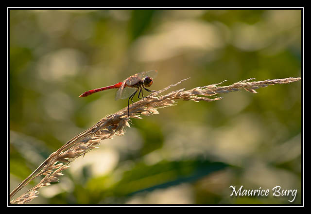 Sympetrum rouge sang