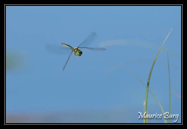 Anax imperator