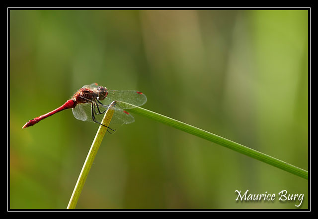 Sympetrum rouge sang