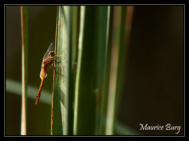 Sympetrum rouge sang (femelle)
