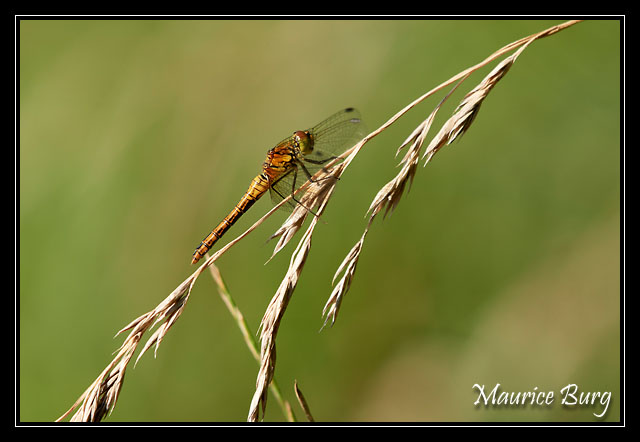 Sympetrum rouge sang (femelle)